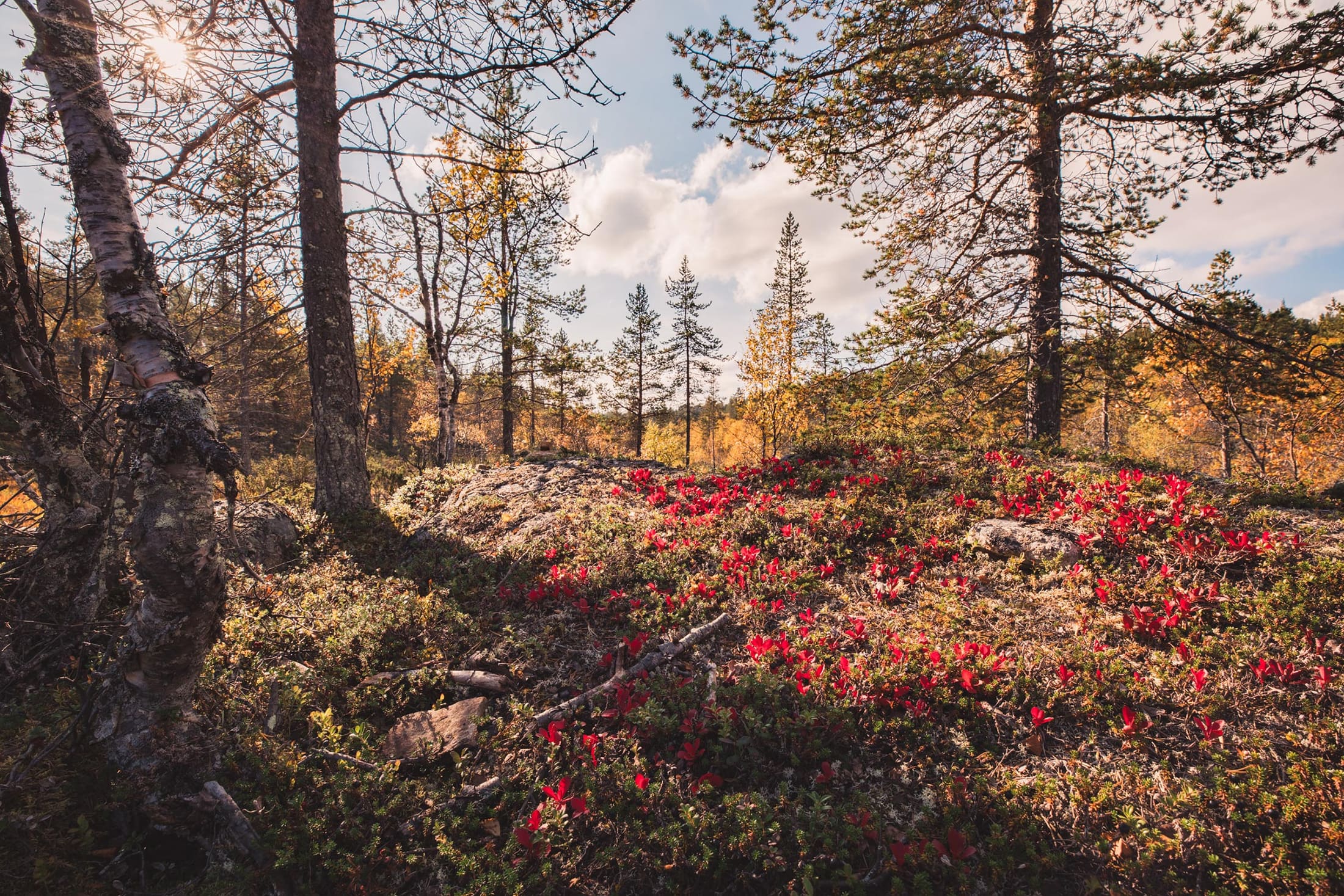 Autumn colours on the fells, Saariselkä, Finland